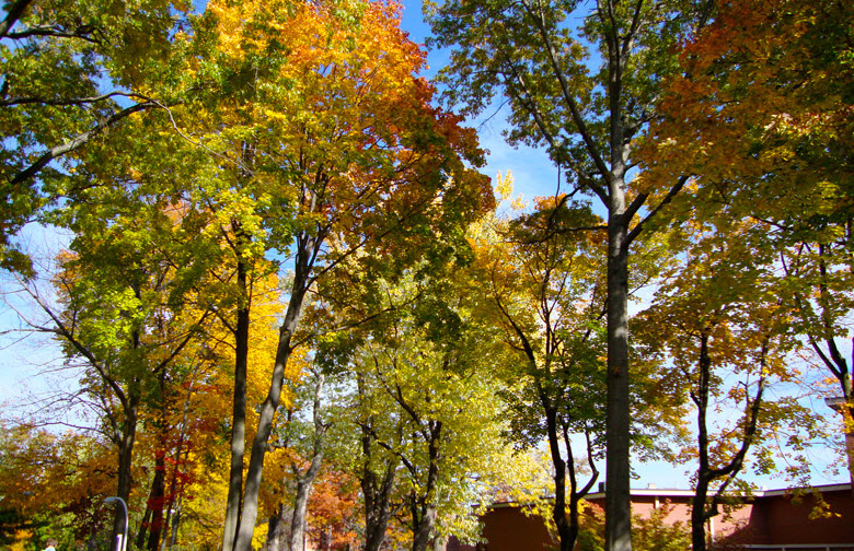 Marywood University Arboretum, United States